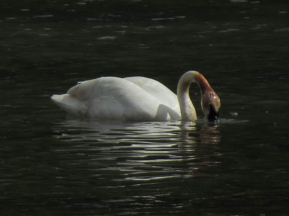 Trumpeter Swan - ML33405151