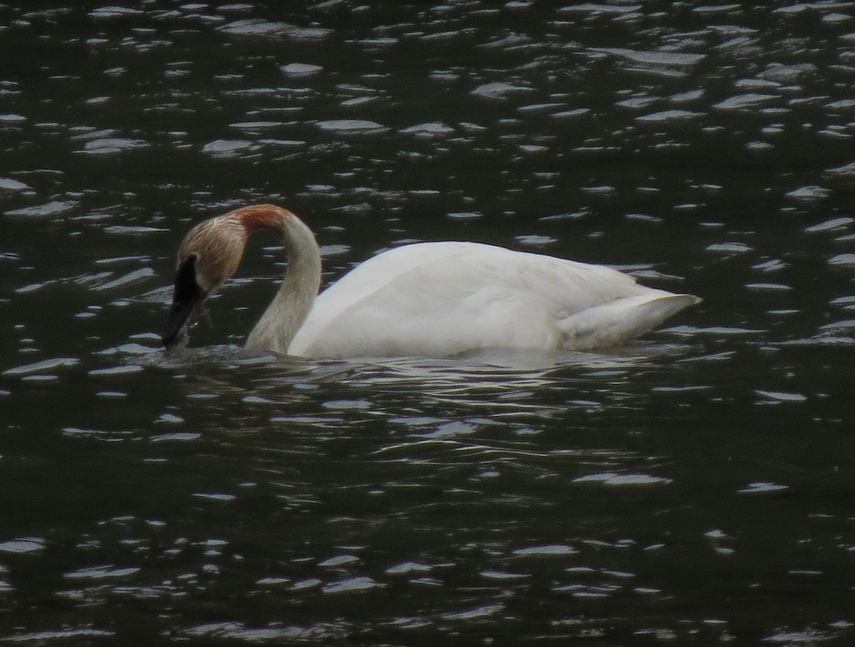 Trumpeter Swan - ML33405231