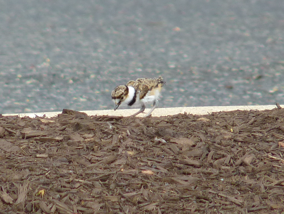 Killdeer - Paul Heveran