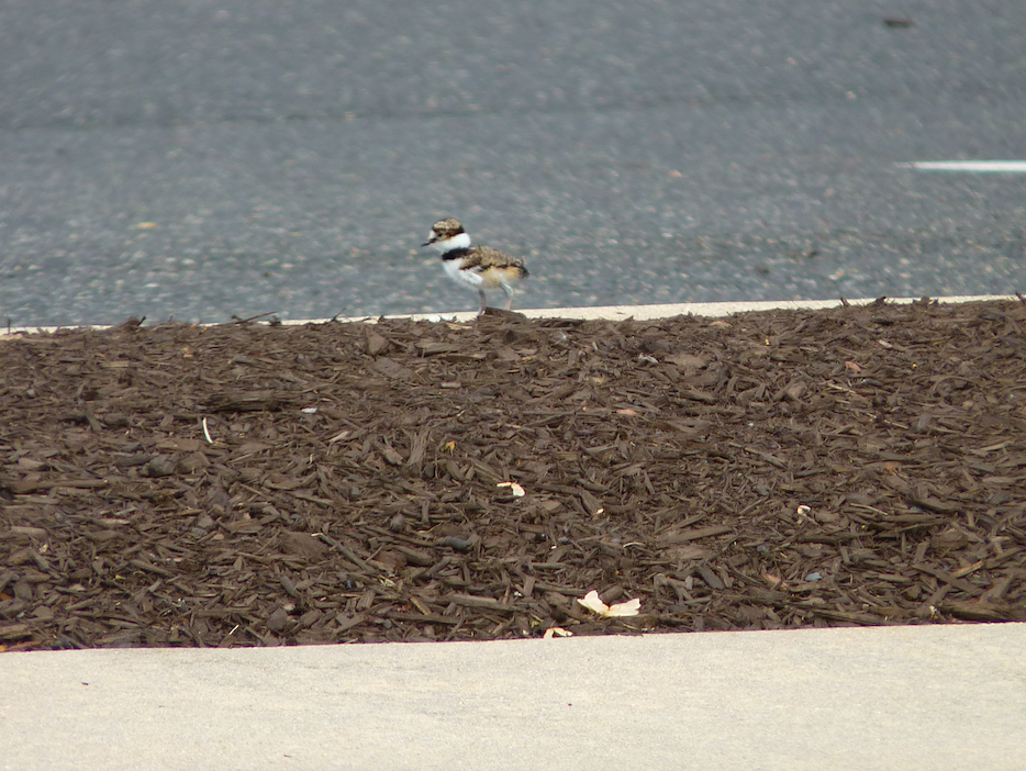 Killdeer - ML334054031