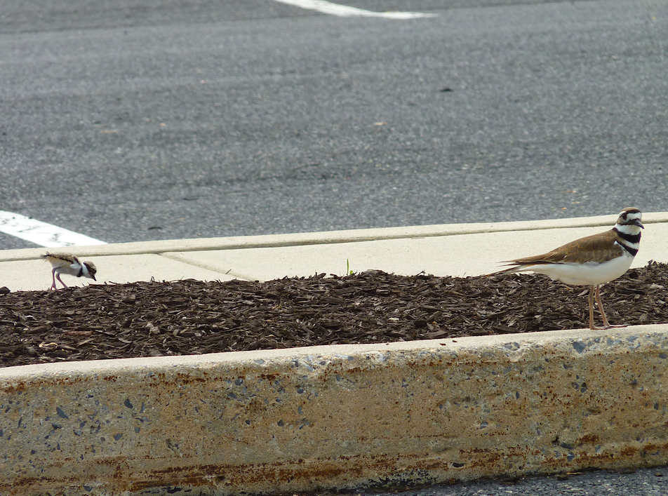 Killdeer - ML334054081