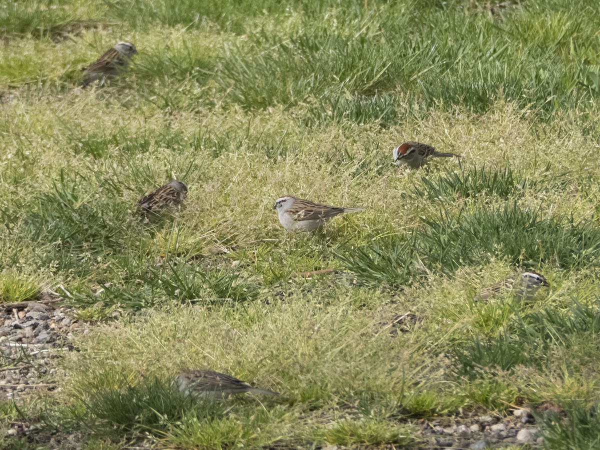 Chipping Sparrow - ML334054381