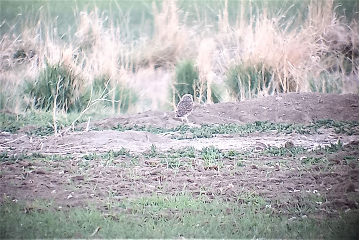 Burrowing Owl - Brenda Wright