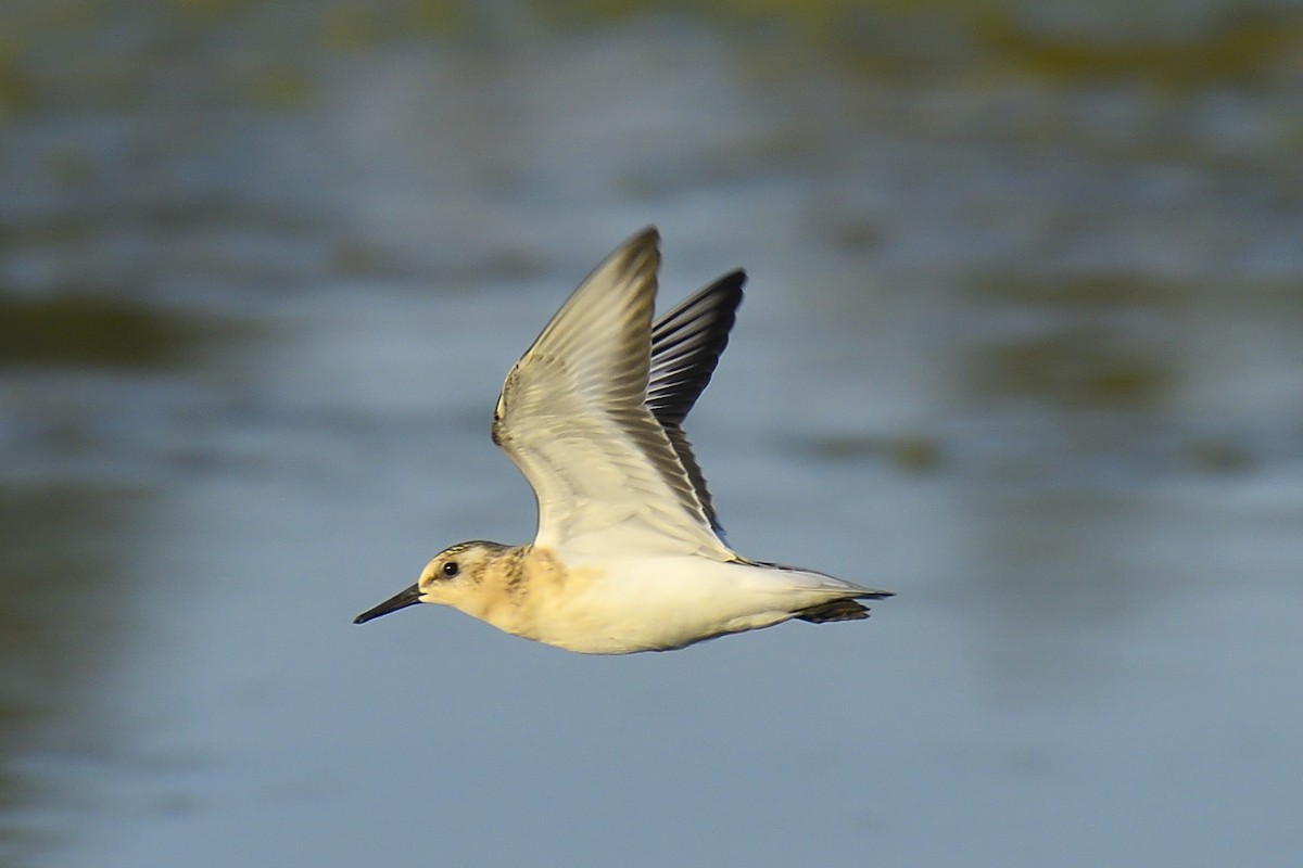 Sanderling - Tom Crabtree