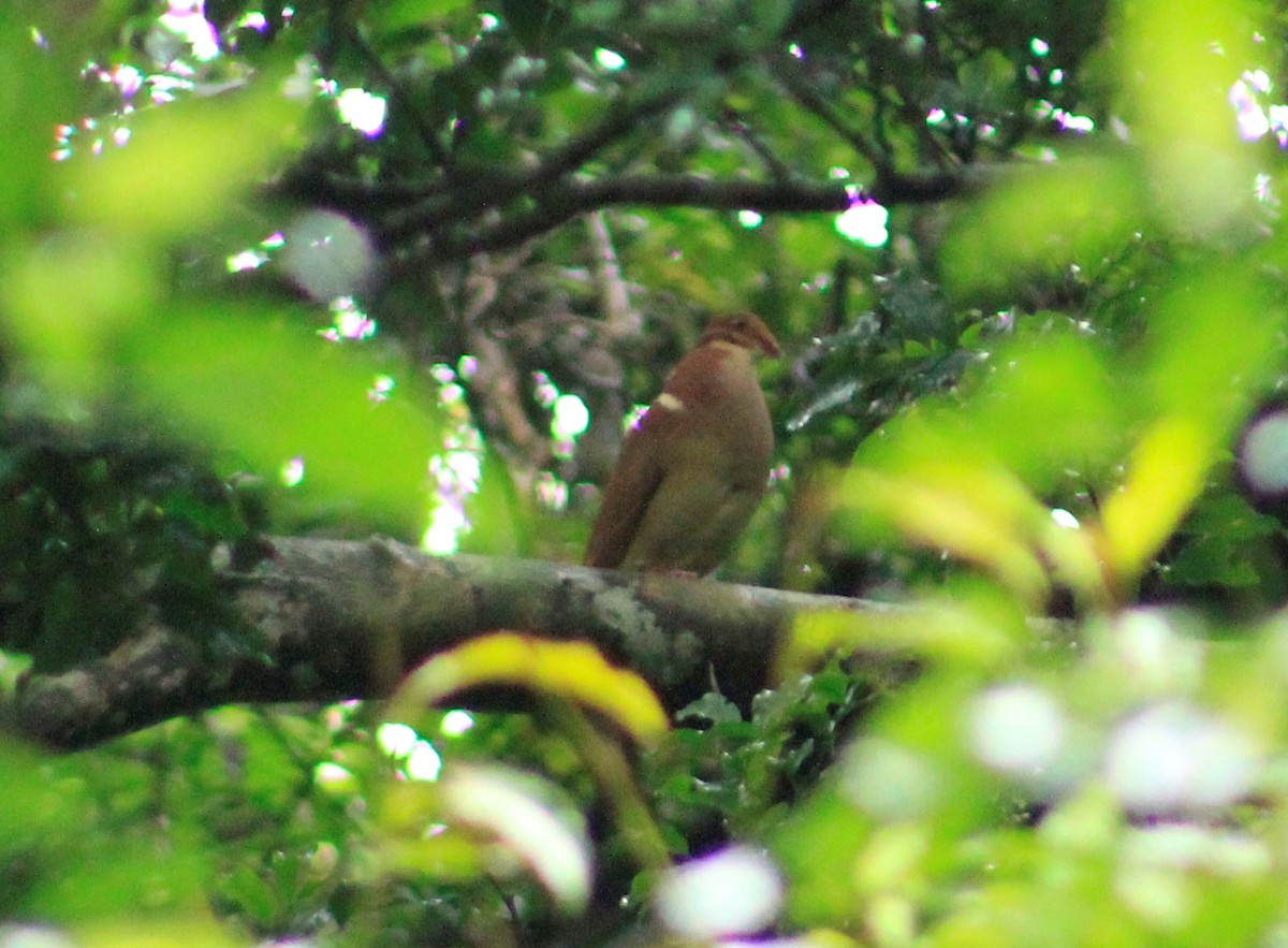 Ruddy Quail-Dove - Efraín Quiel