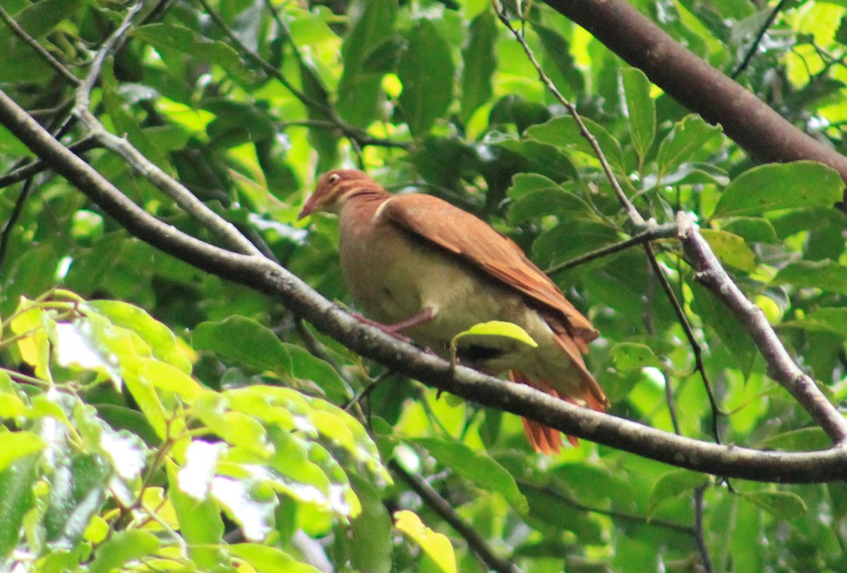 Ruddy Quail-Dove - ML334056061