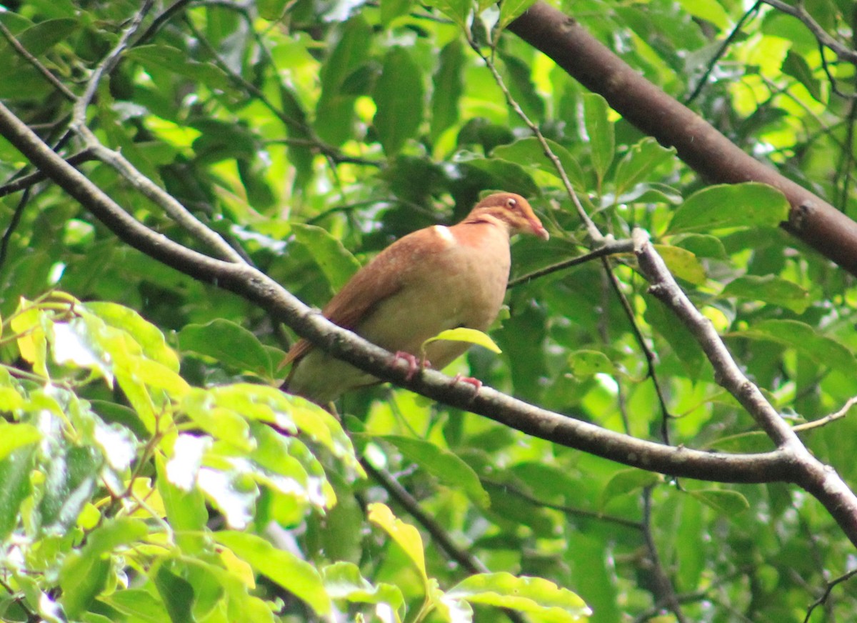 Ruddy Quail-Dove - Efraín Quiel