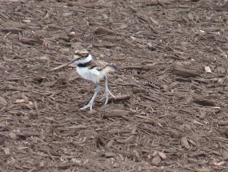 Killdeer - ML334056841