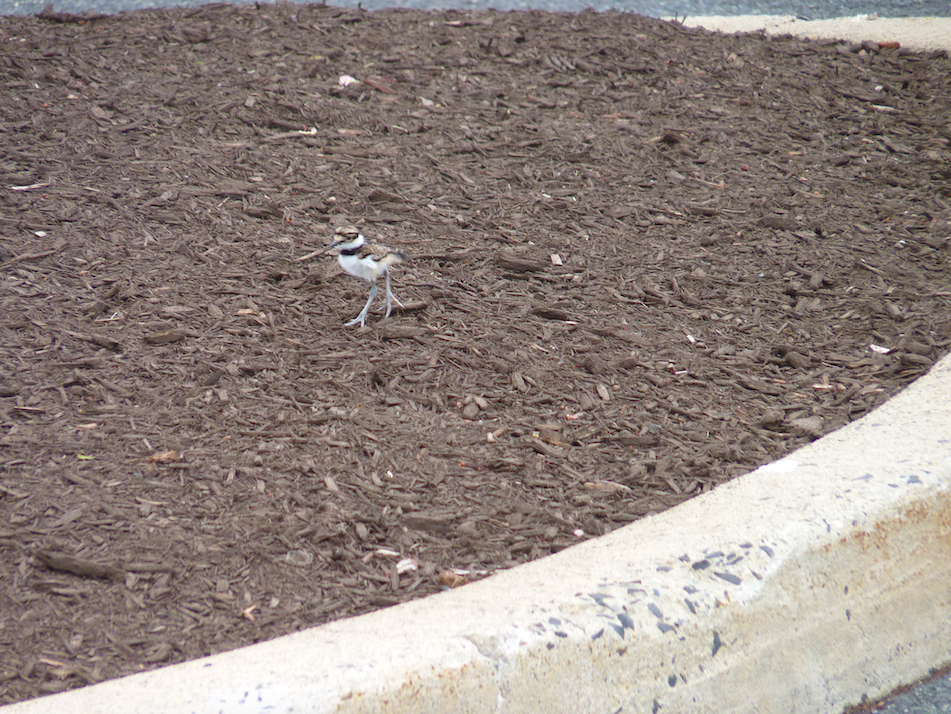 Killdeer - ML334056851