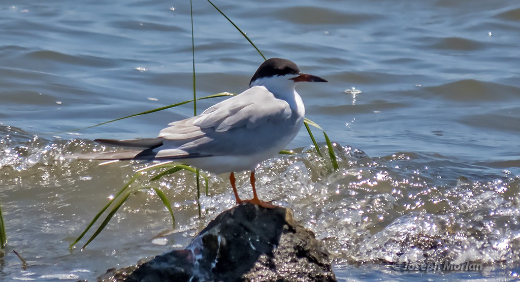 Forster's Tern - Joseph Morlan