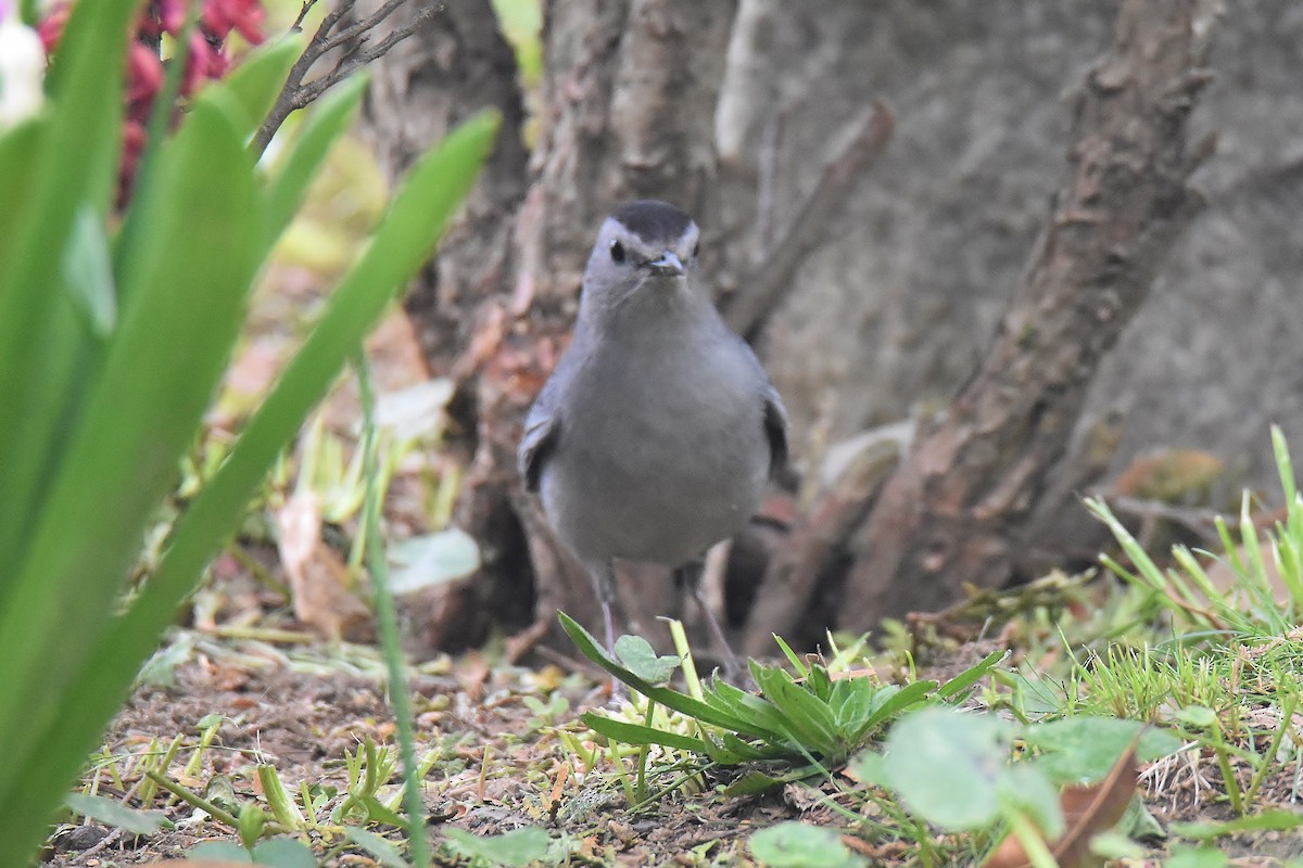 Pájaro Gato Gris - ML334058261