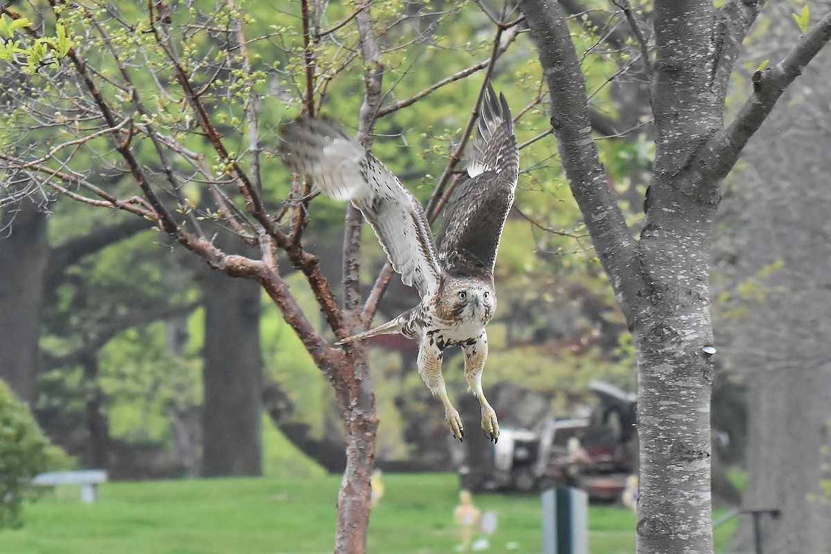 Red-tailed Hawk - ML334060121