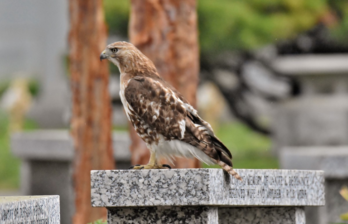 Red-tailed Hawk - ML334060191