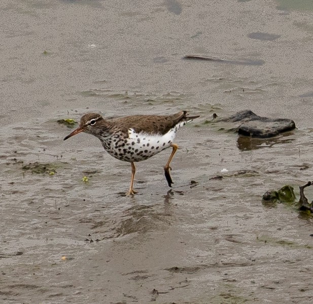 Spotted Sandpiper - Jeff Todoroff