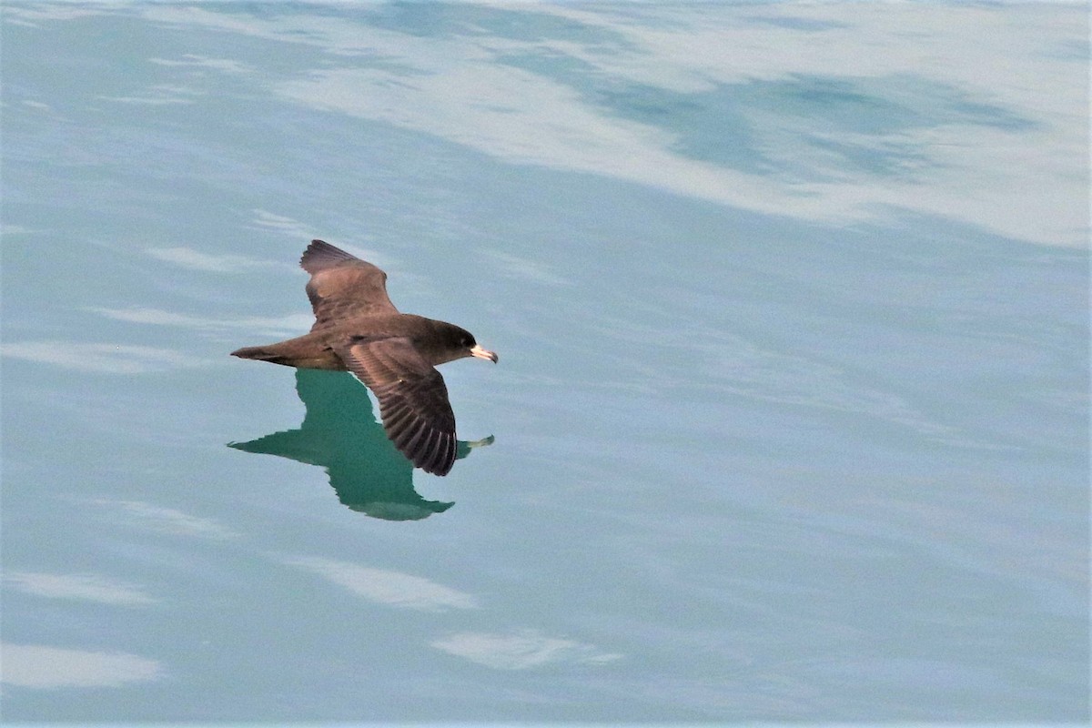 Flesh-footed Shearwater - ML334064371
