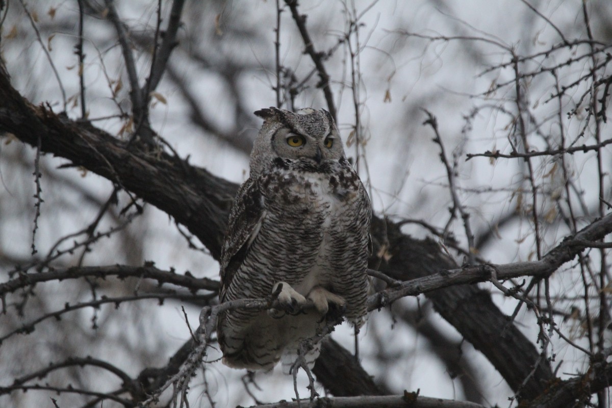 Great Horned Owl - ML334064431