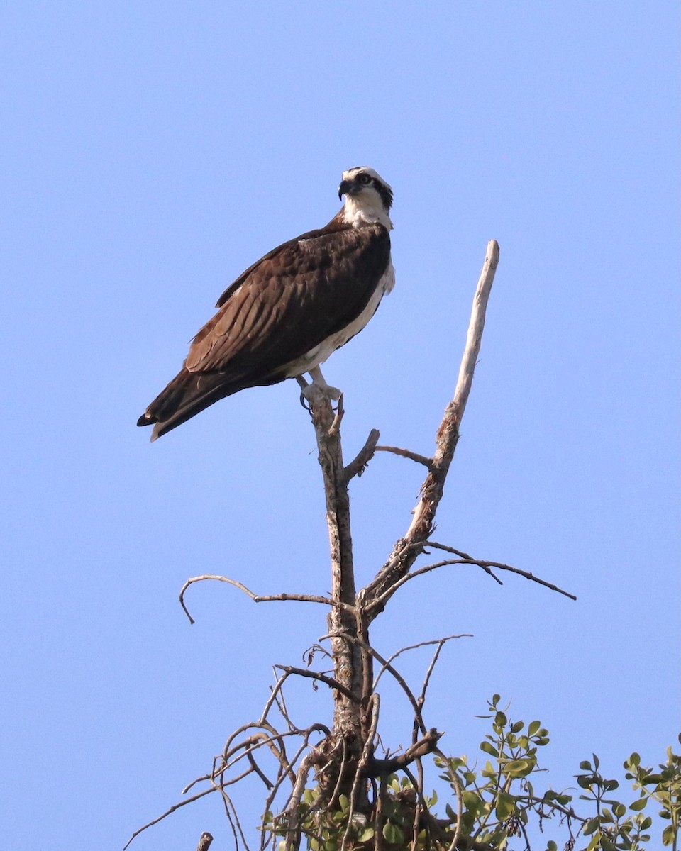 Águila Pescadora - ML334065611