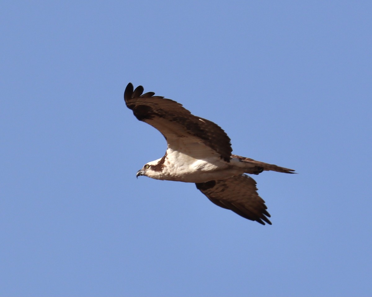 Águila Pescadora - ML334065621