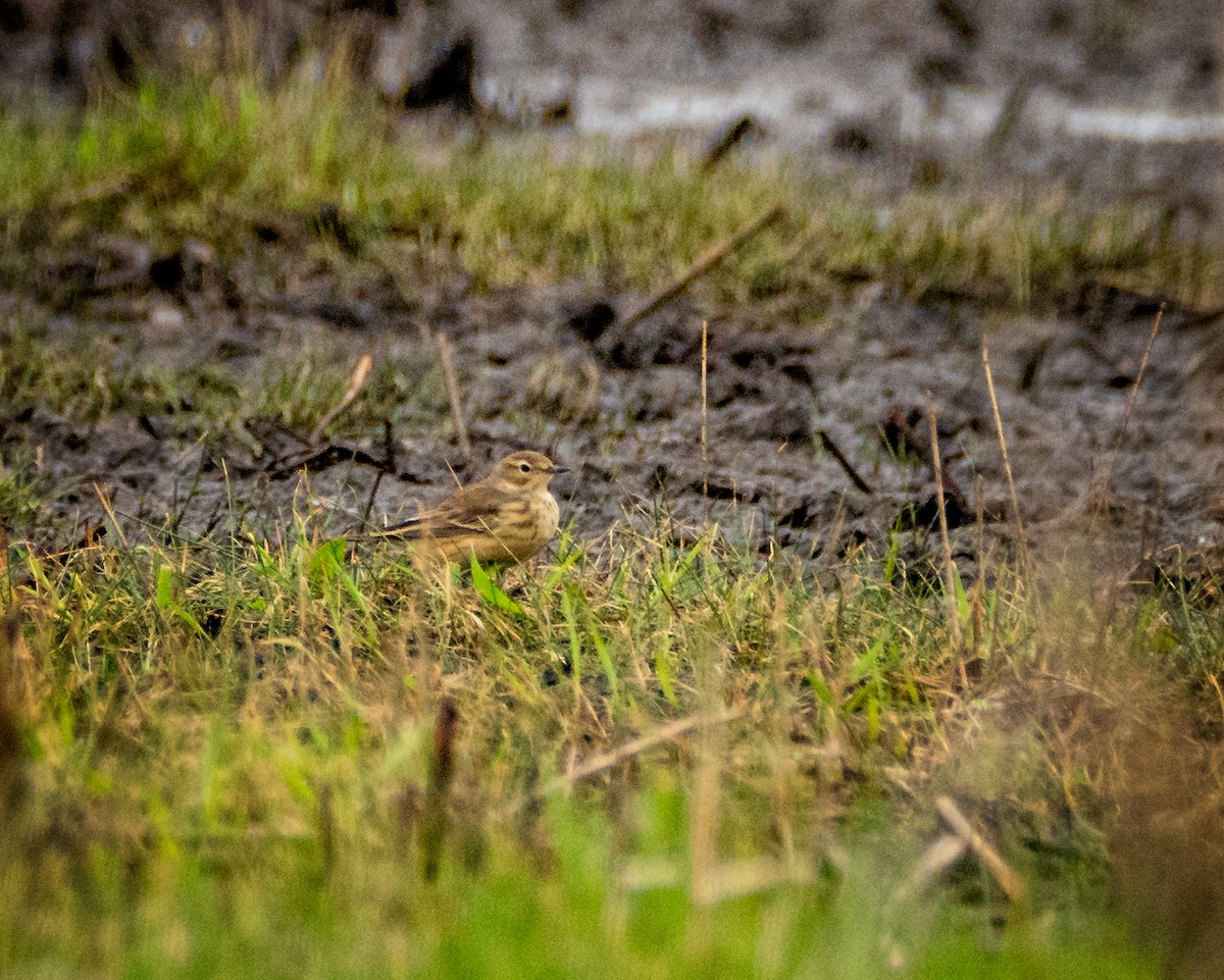 American Pipit - ML334068031