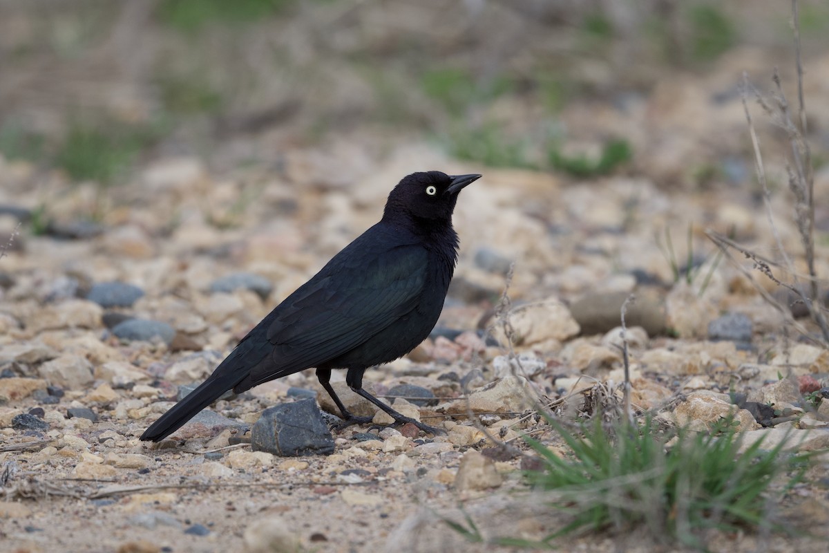 Brewer's Blackbird - ML334068731