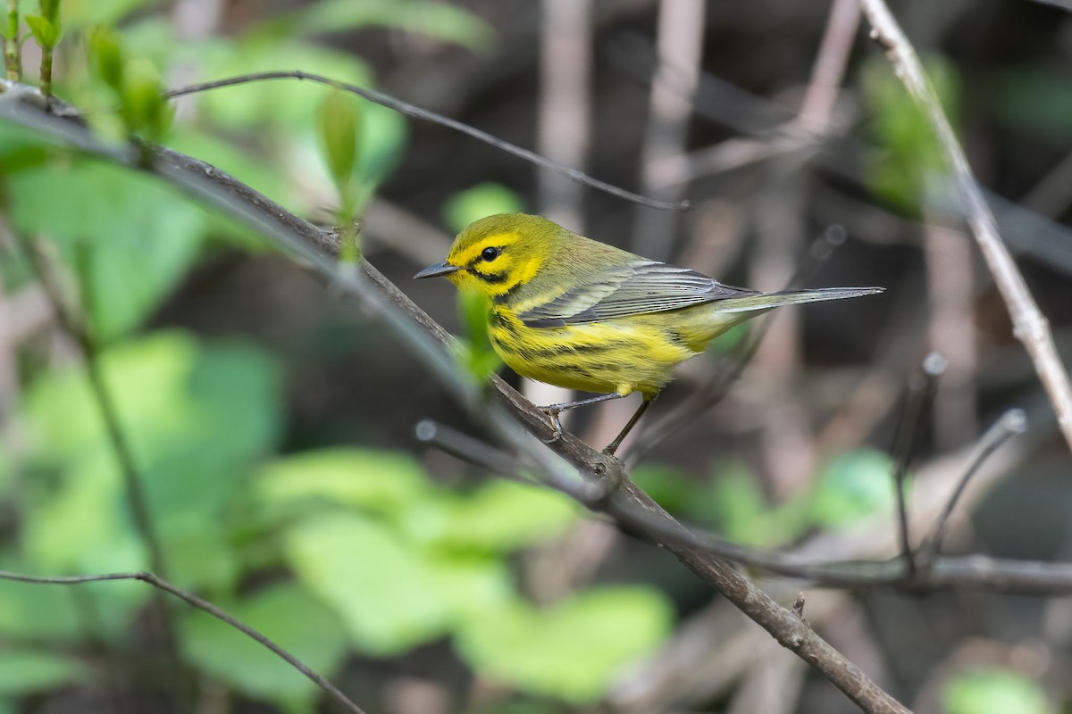 Prairie Warbler - ML334068811