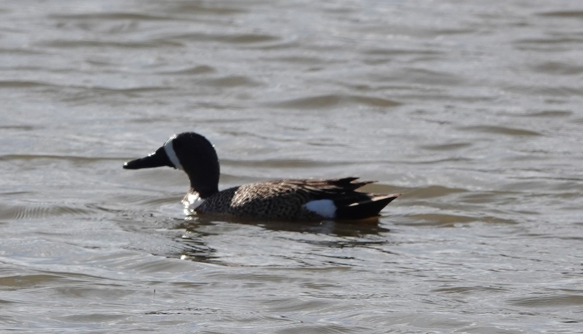 Blue-winged Teal - ML334069371