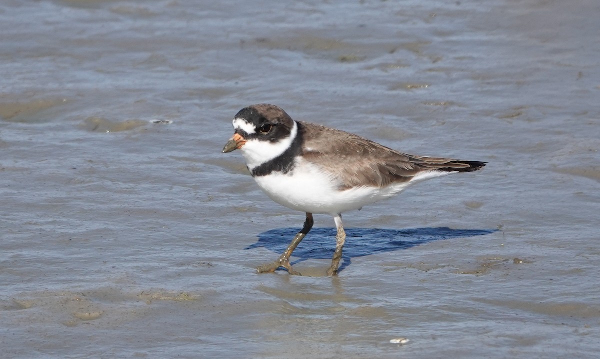 Semipalmated Plover - ML334069851