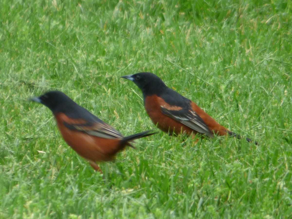 Orchard Oriole - ML334070721