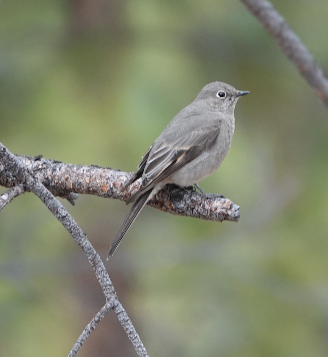 Townsend's Solitaire - ML334072221