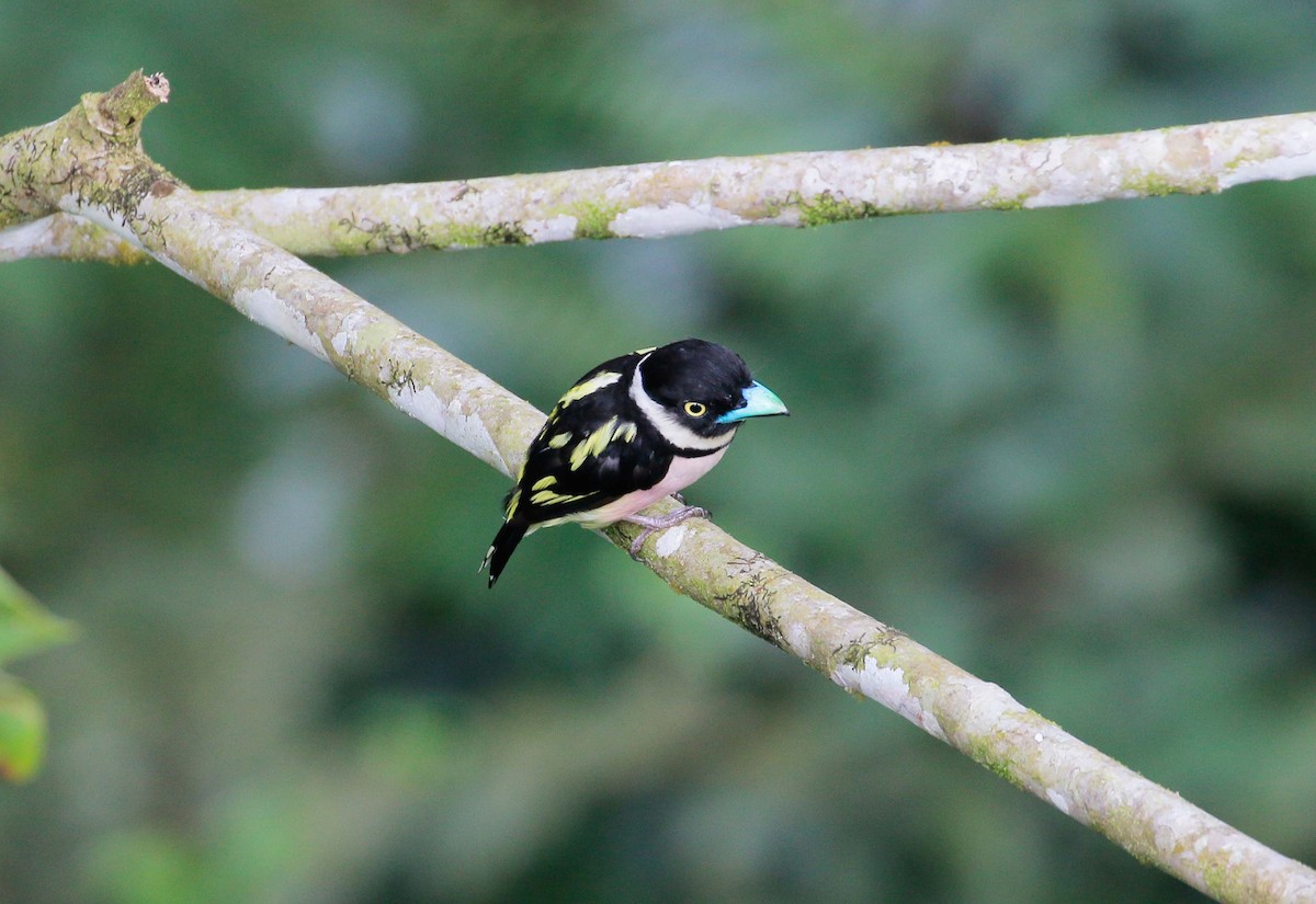 Black-and-yellow Broadbill - ML33407251