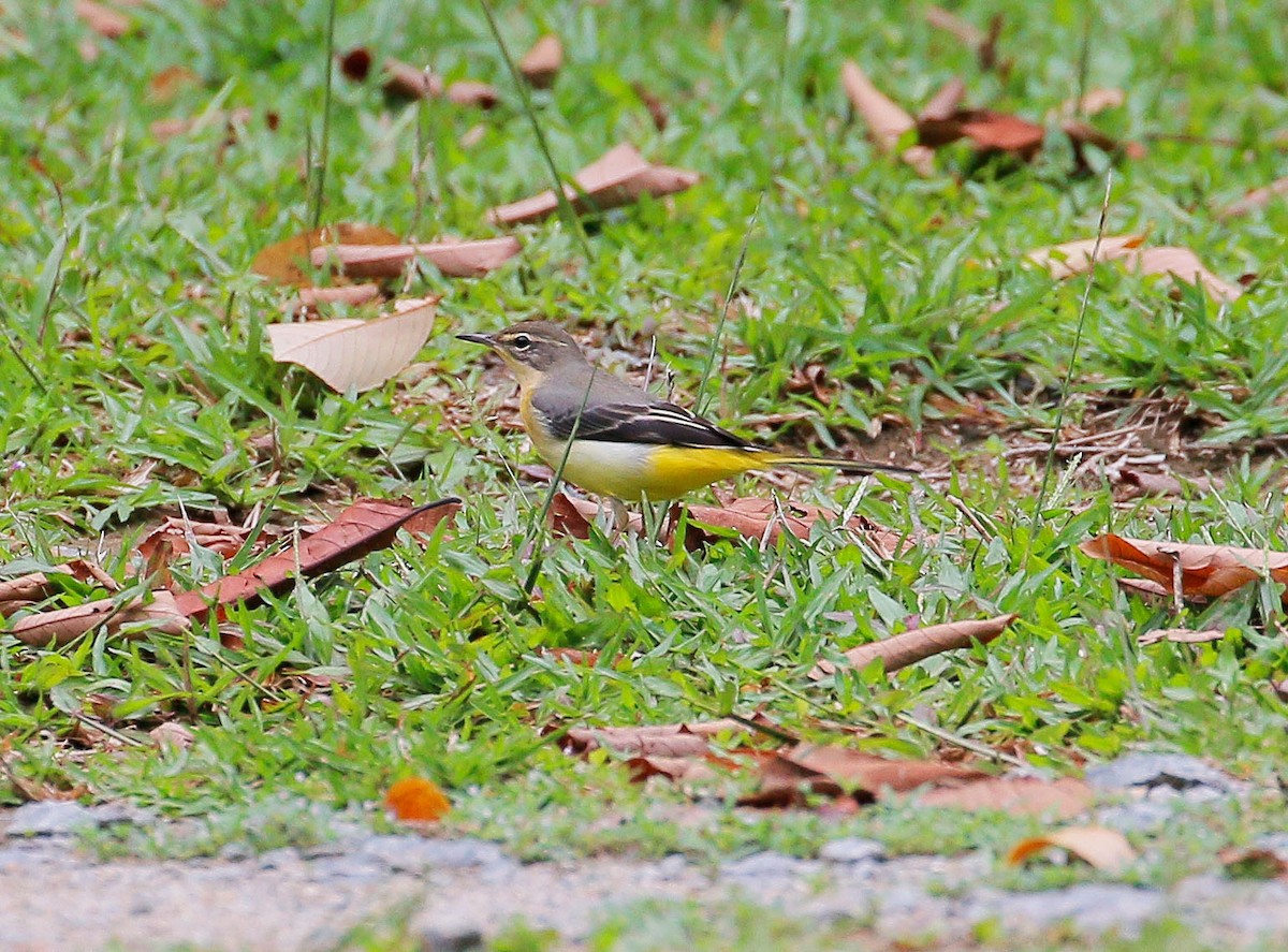 Gray Wagtail - ML33407311