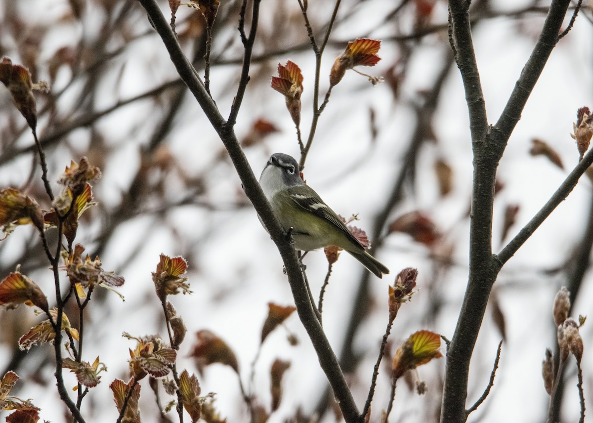 Blue-headed Vireo - ML334076311