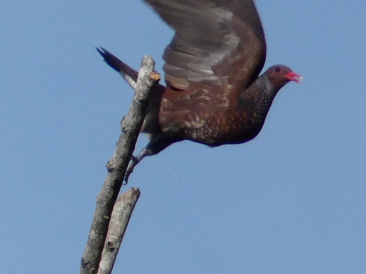 Scaled Pigeon - ML334077361