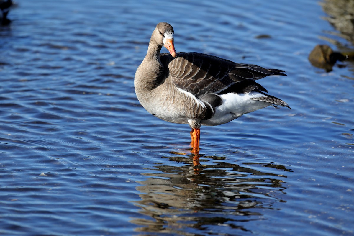 Greater White-fronted Goose - ML334078111