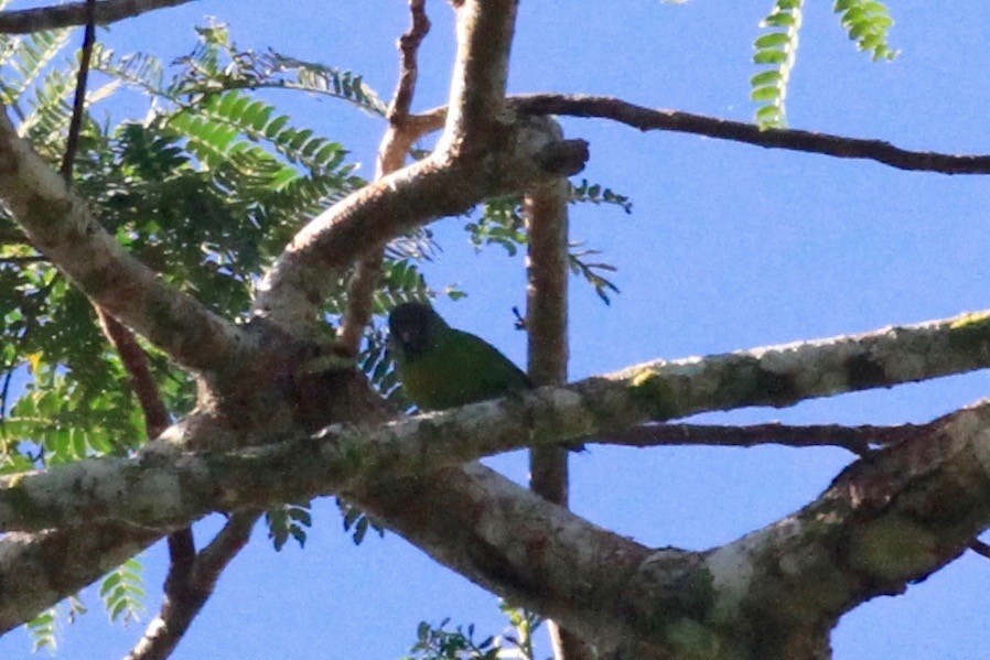 Finsch's Pygmy-Parrot - ML33407881