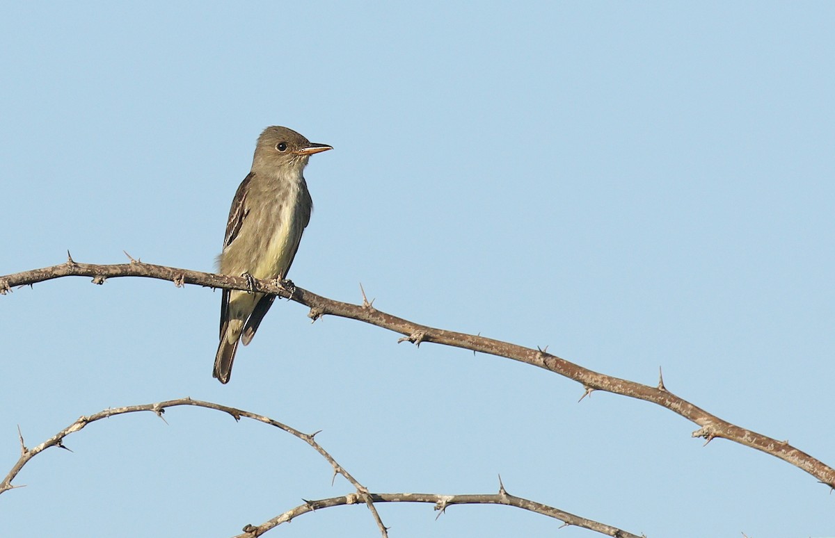 Olive-sided Flycatcher - Ryan Schain