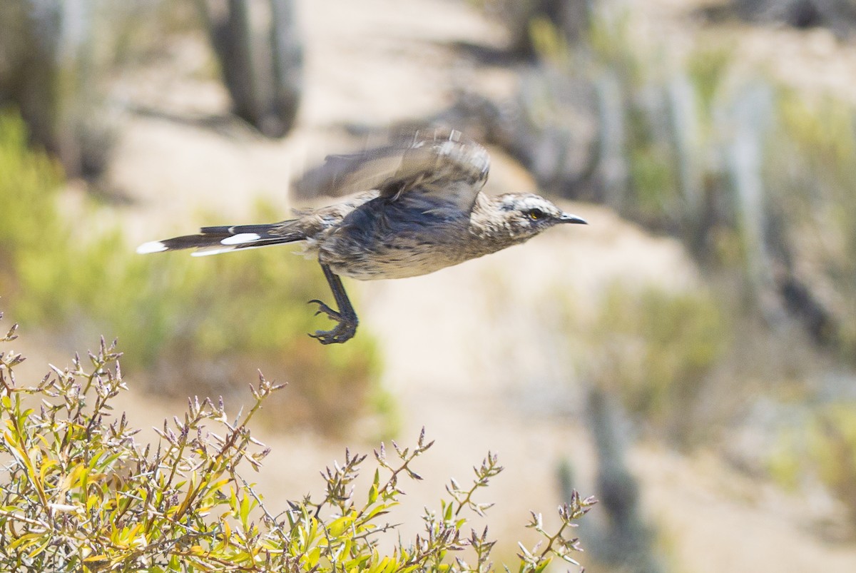 Chilean Mockingbird - ML334081751