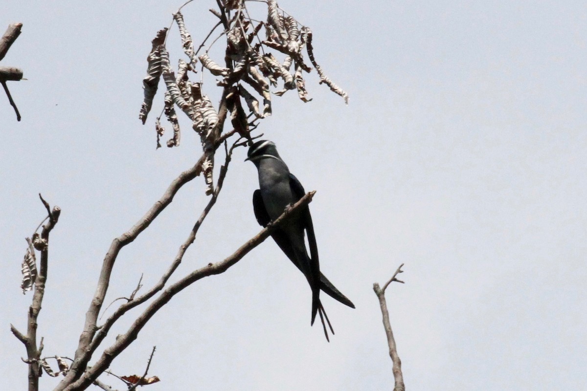 Moustached Treeswift - ML33408301