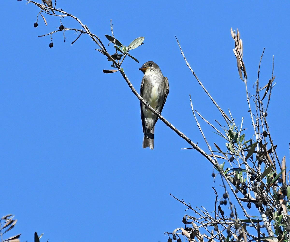 Olive-sided Flycatcher - Rodney Gast