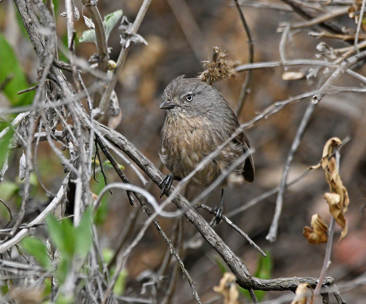 Wrentit - ML334083181