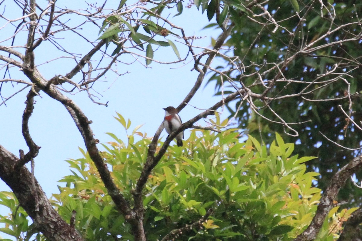 Red-banded Flowerpecker - Charles Davies