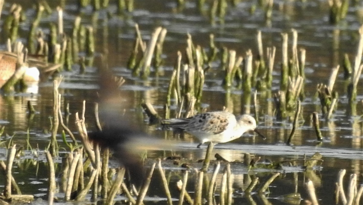 Bécasseau sanderling - ML334083931