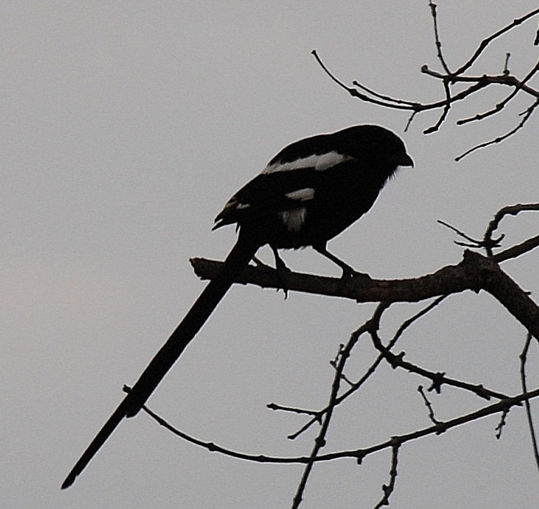 Magpie Shrike - ML33408551