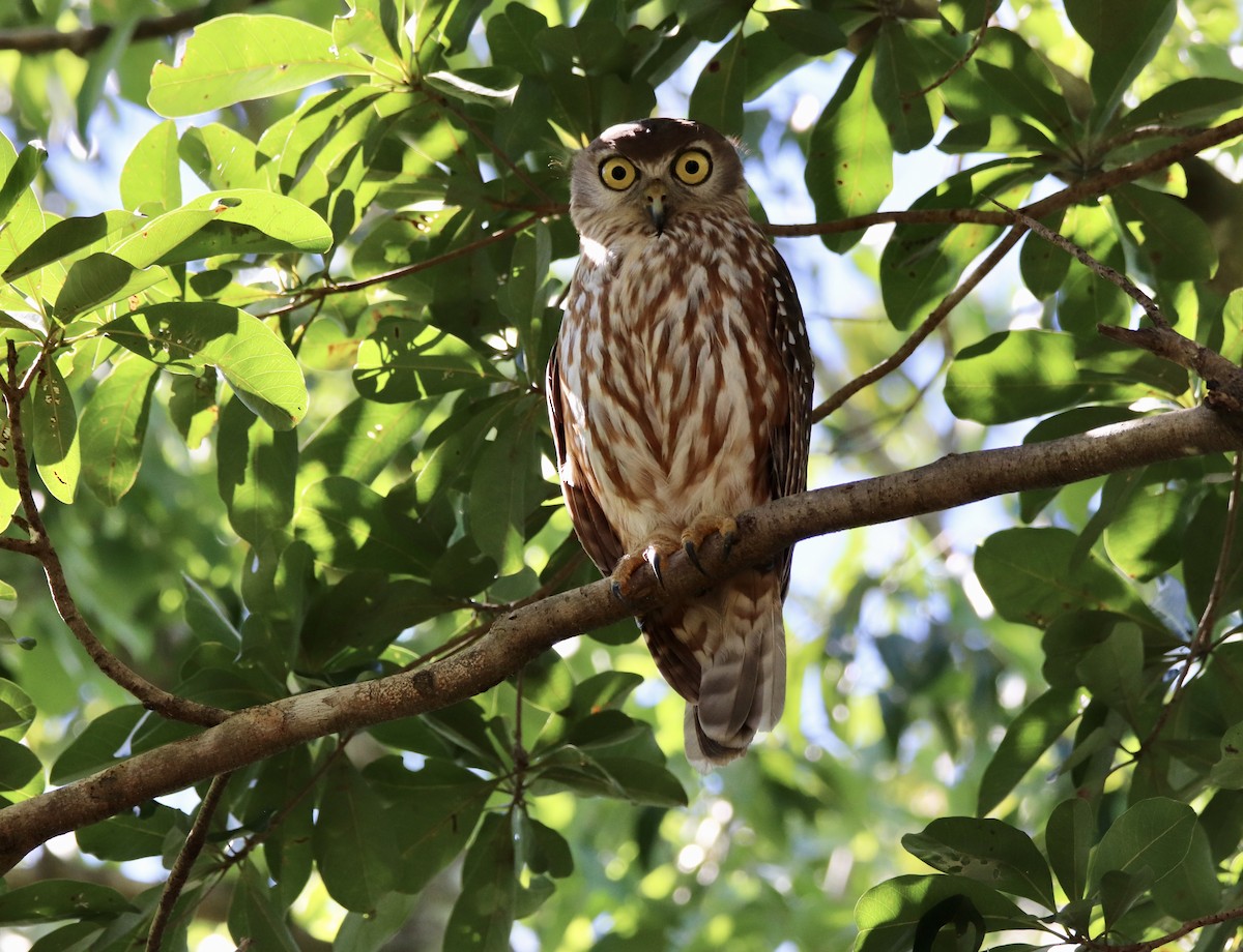 Barking Owl - ML334085551