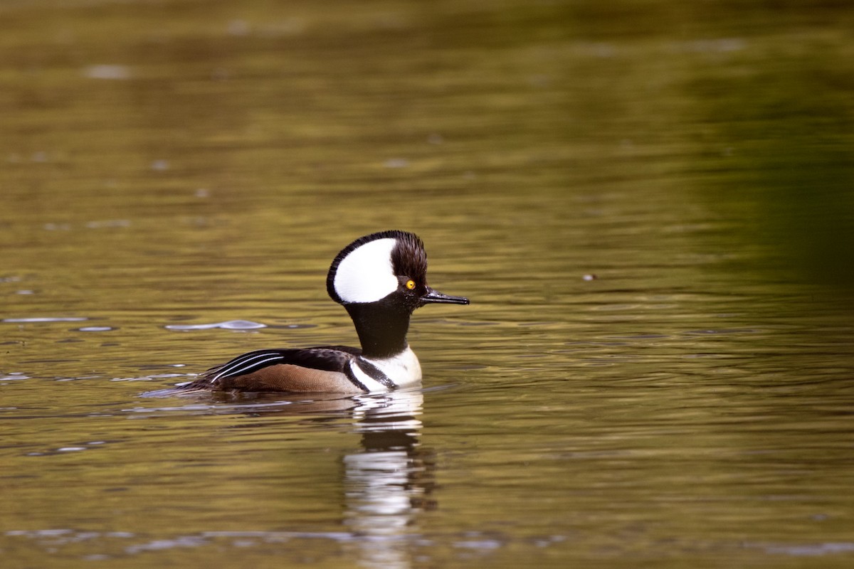 Hooded Merganser - Ryan Webster