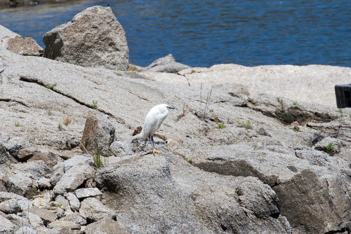 Snowy Egret - ML334085911