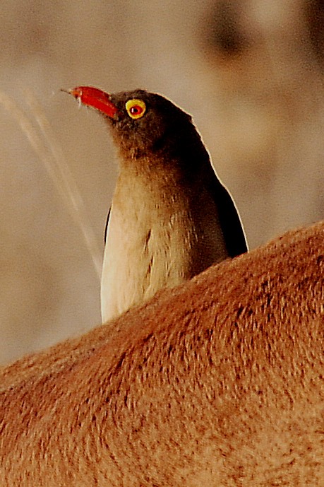 Red-billed Oxpecker - ML33408641