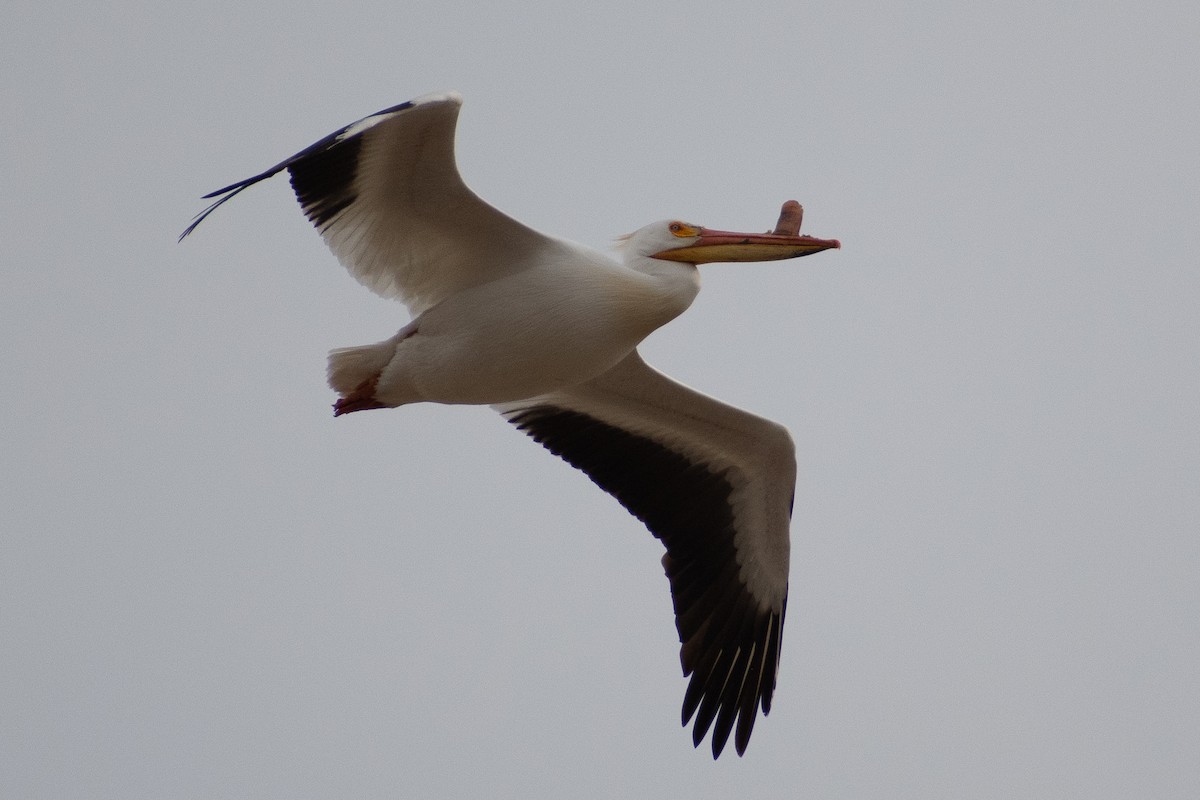 pelikán severoamerický - ML334086601