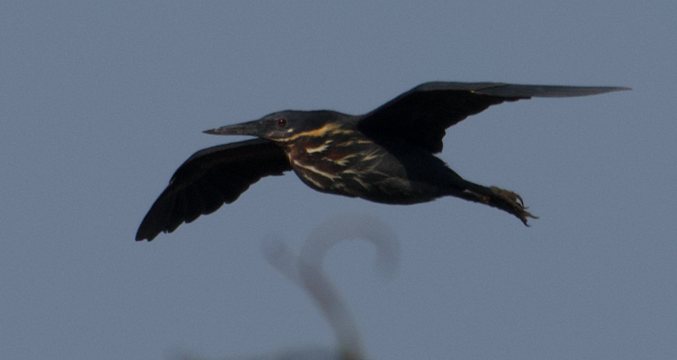 Black Bittern - ML334087021