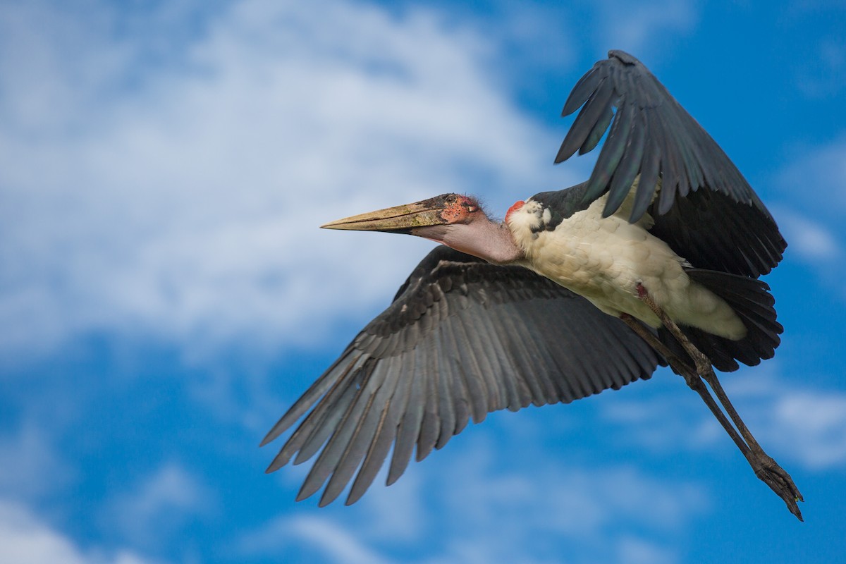 Marabou Stork - ML334087561